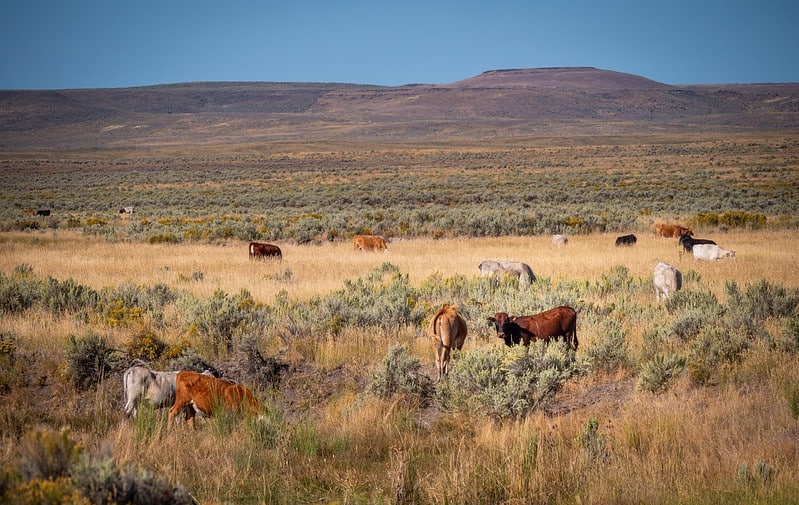 cattle grazing on arid rangeland