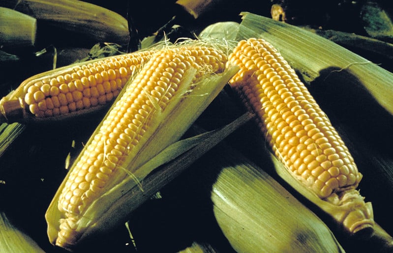 harvested sweet corn with three husked ears