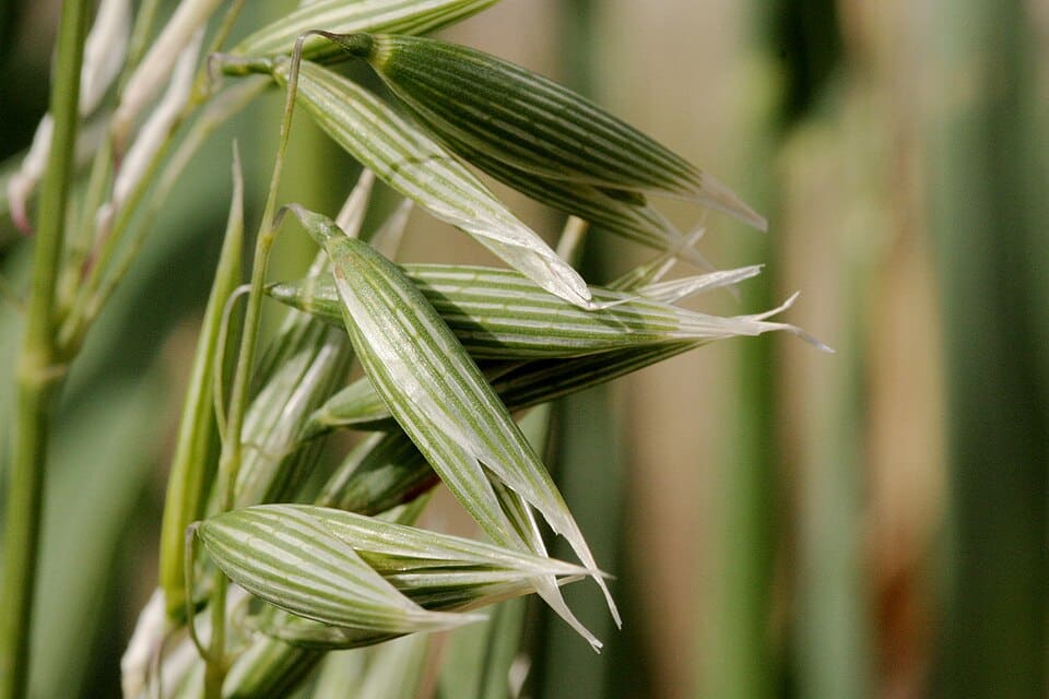oats growing