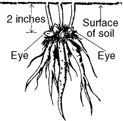 Illustration of a peony root, with roots extending down into soil and eyes pointing upward, two inches below soil surface.