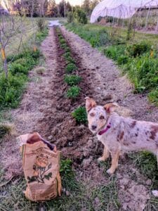 A row of small, freshly planted peonies in the center of the photo, with two mulched paths on either side. A dog and a bag of fertilizer stand in the foreground.