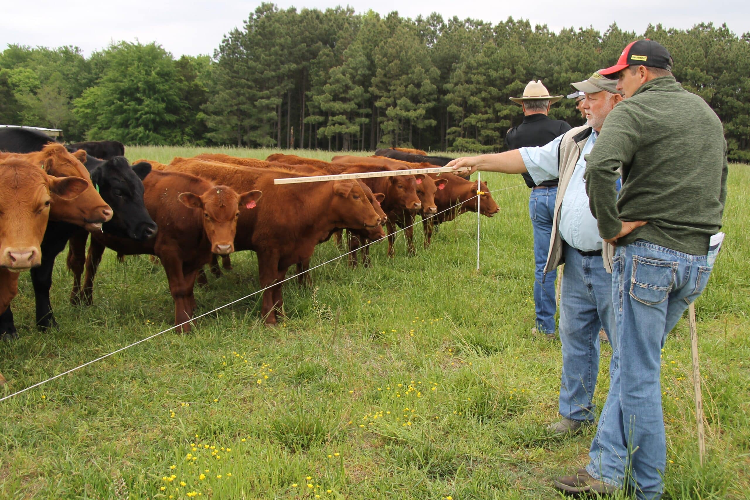 people talking together point with a grazing stick toward a herd of cattle on pasture
