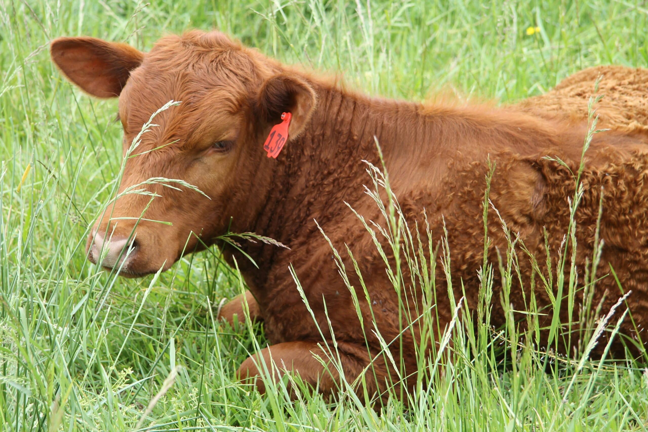 red calf lying in tall grass