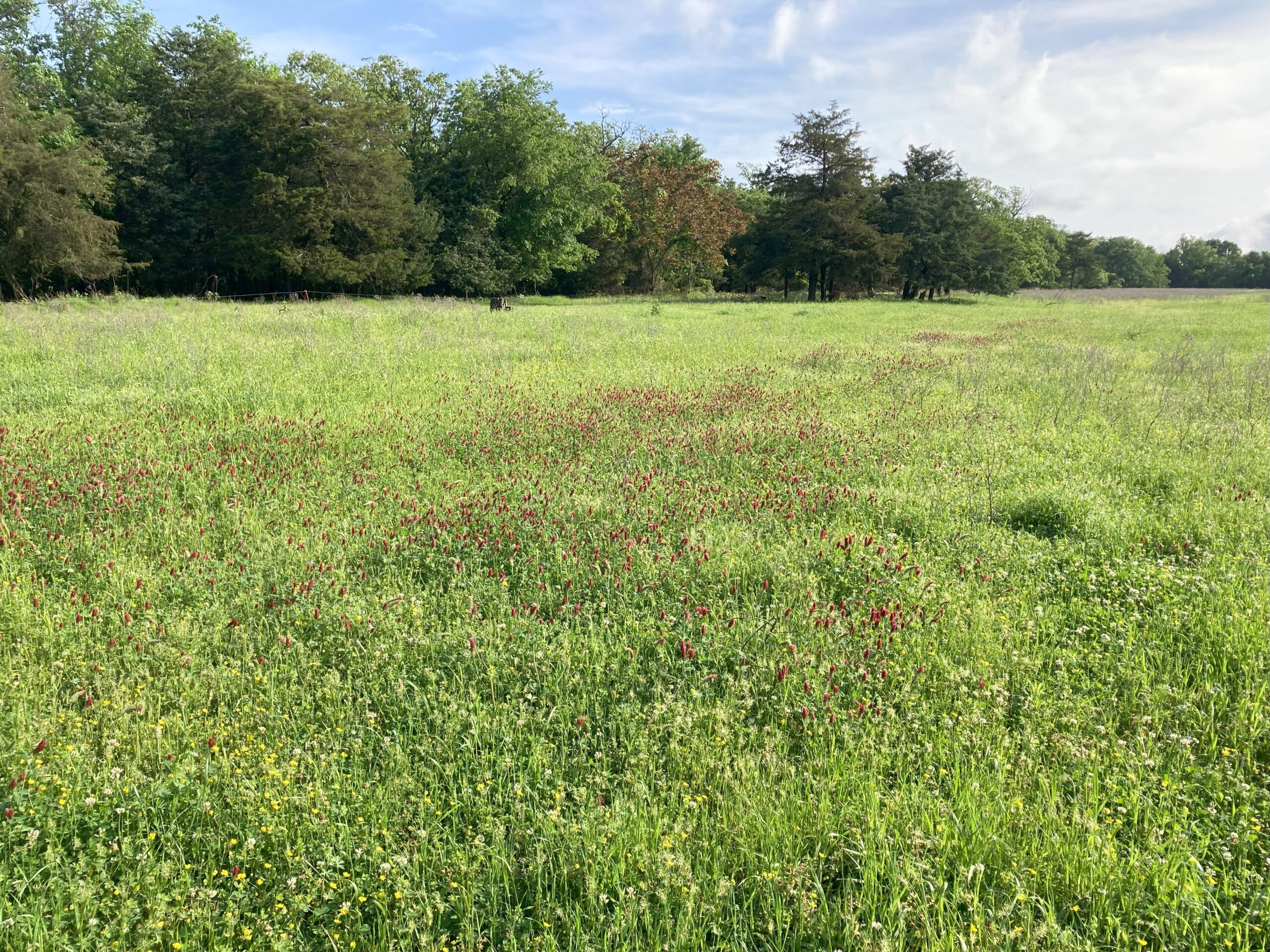 pasture landscape with trees and forage