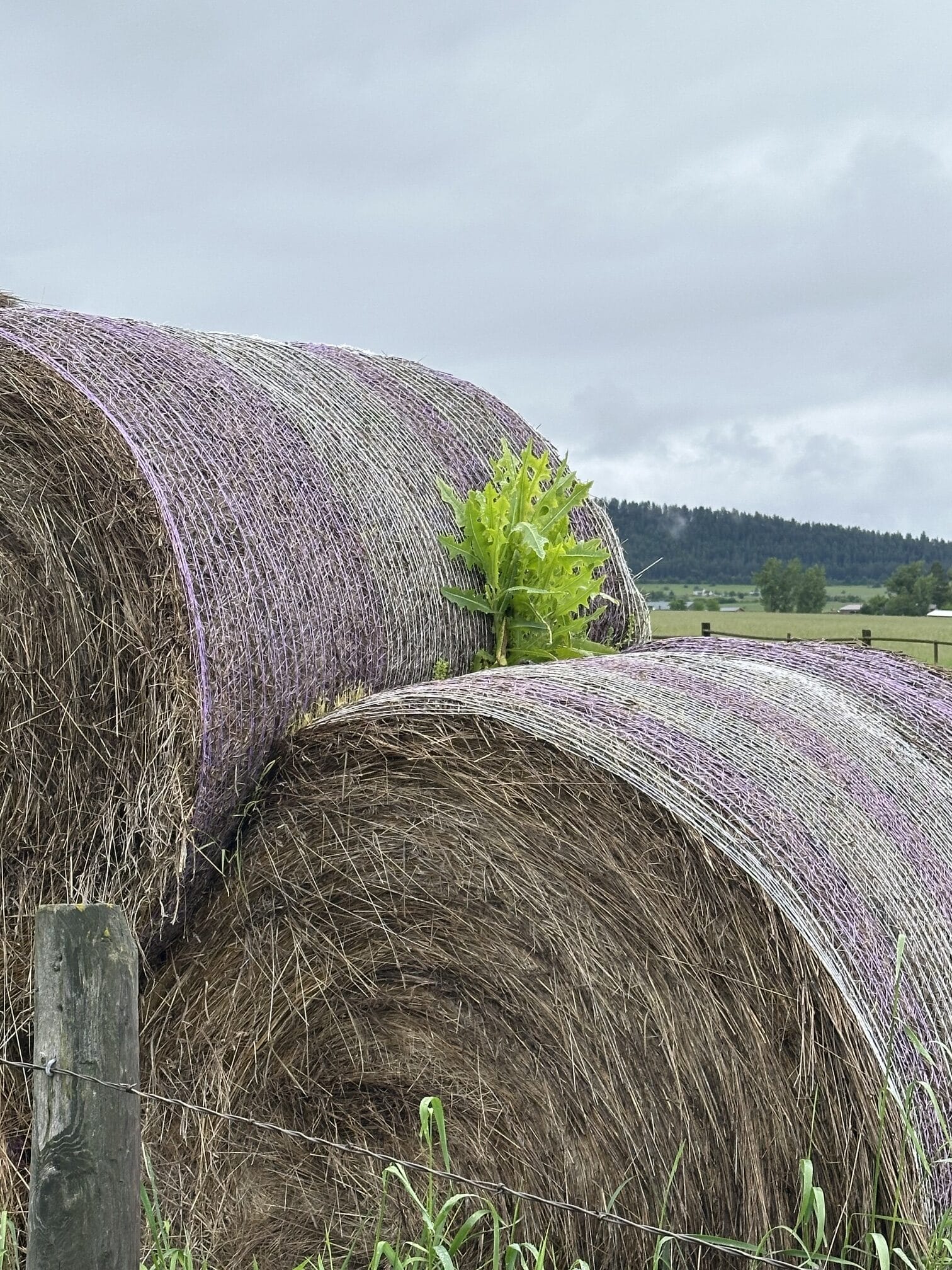 stacked round bales of hay with a weed growing between them under cloudy sky