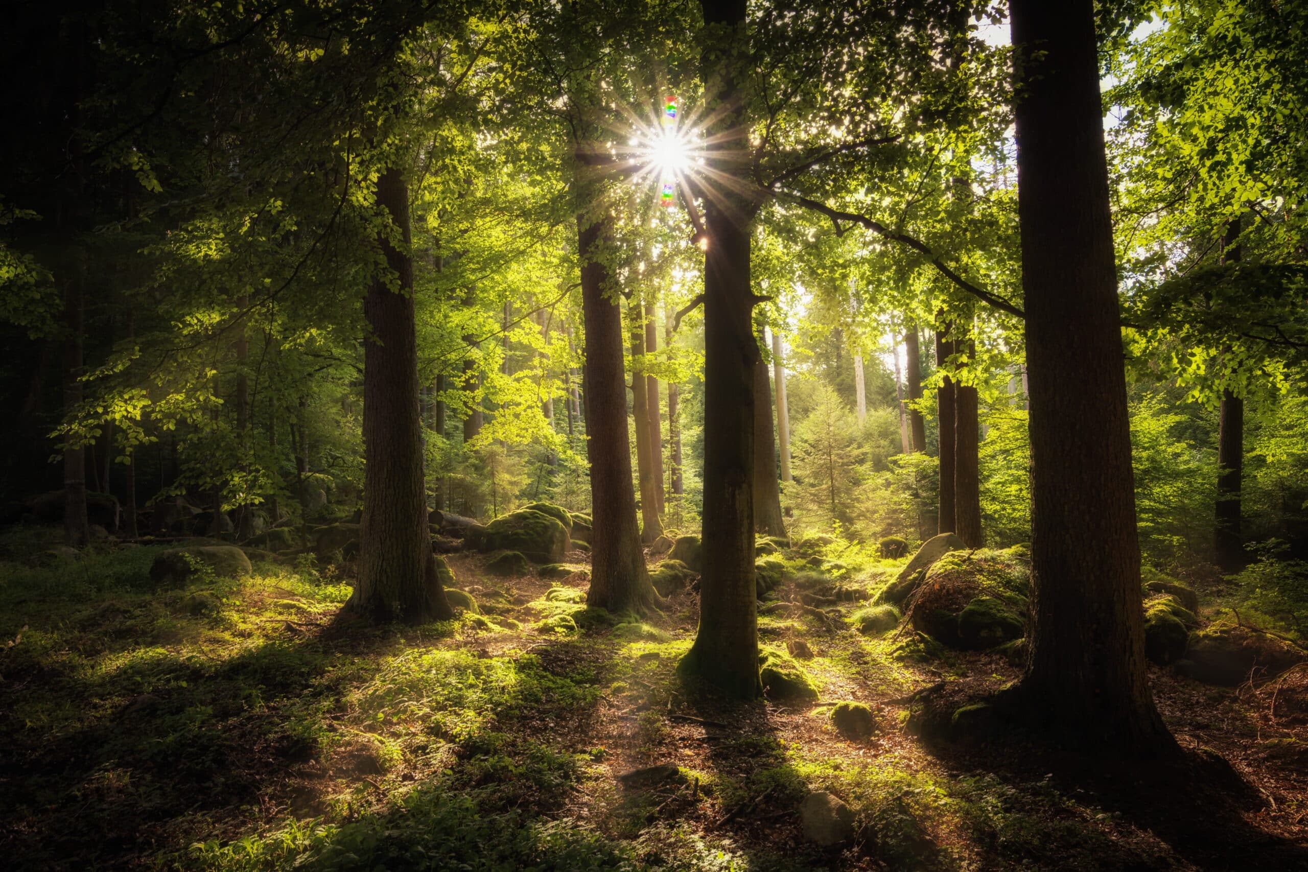 Old Growth Forest
