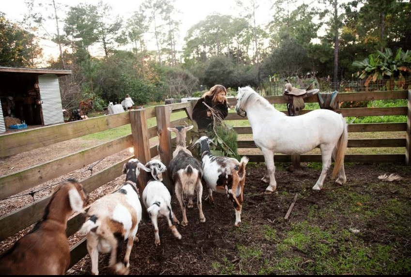A farmer stands inside a wooden fence with a white horse and several goats.