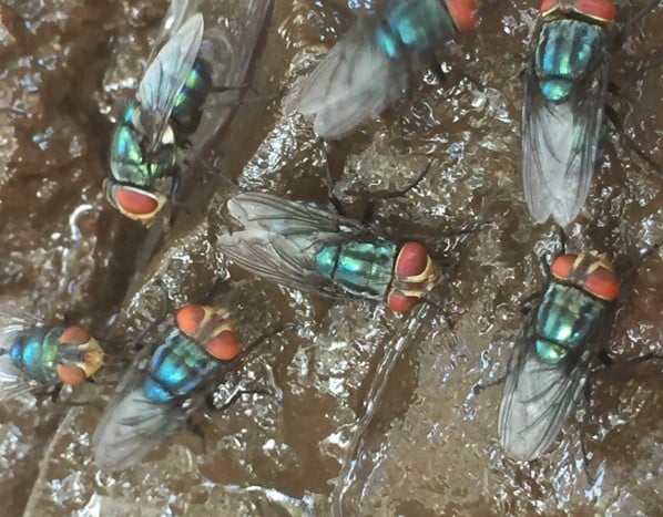 New World Screwworm adult fly cluster
