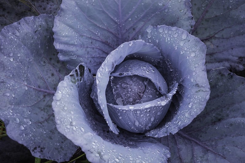 downward view of cabbage plant with water droplets