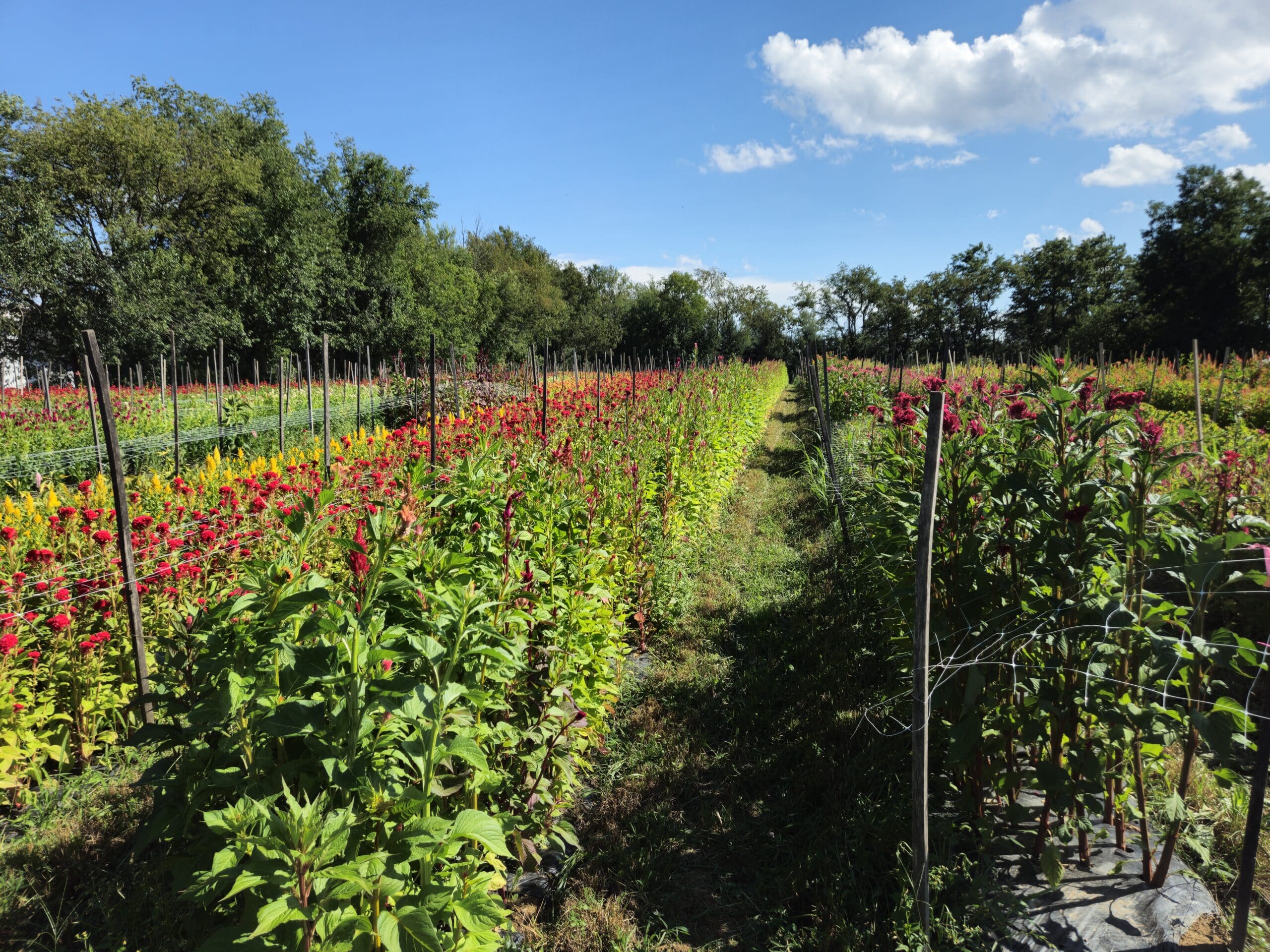 flowers growing in rows under blue sky with clouds