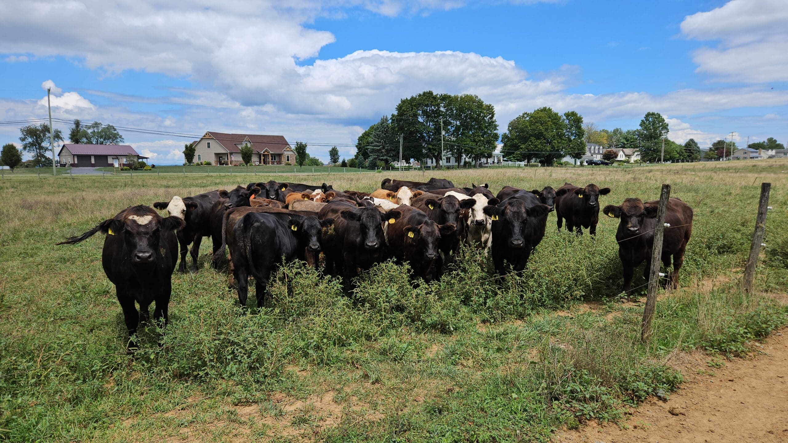 a herd of cattle in pasture along a fenceline with houses in the background