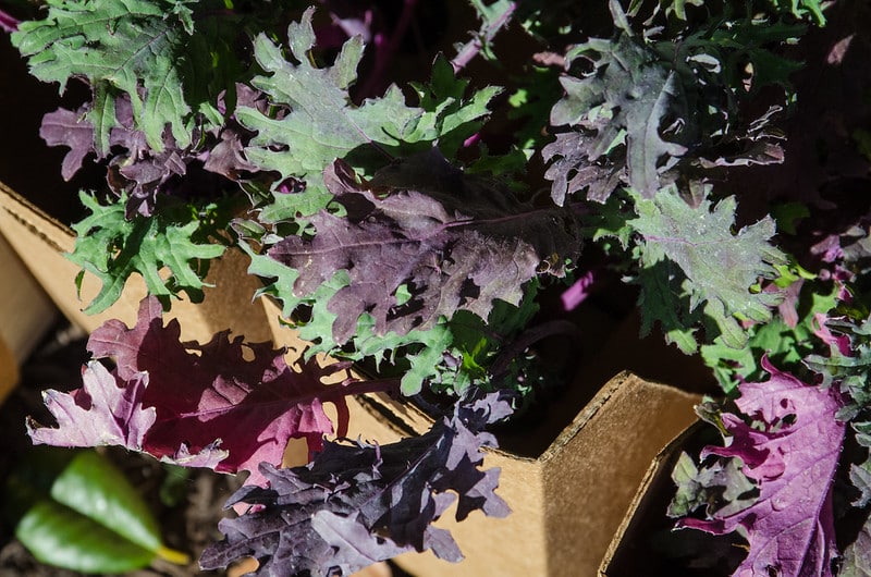 kale leaves in a box