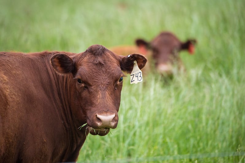 Red Devon cow on pasture with mouthful of grass