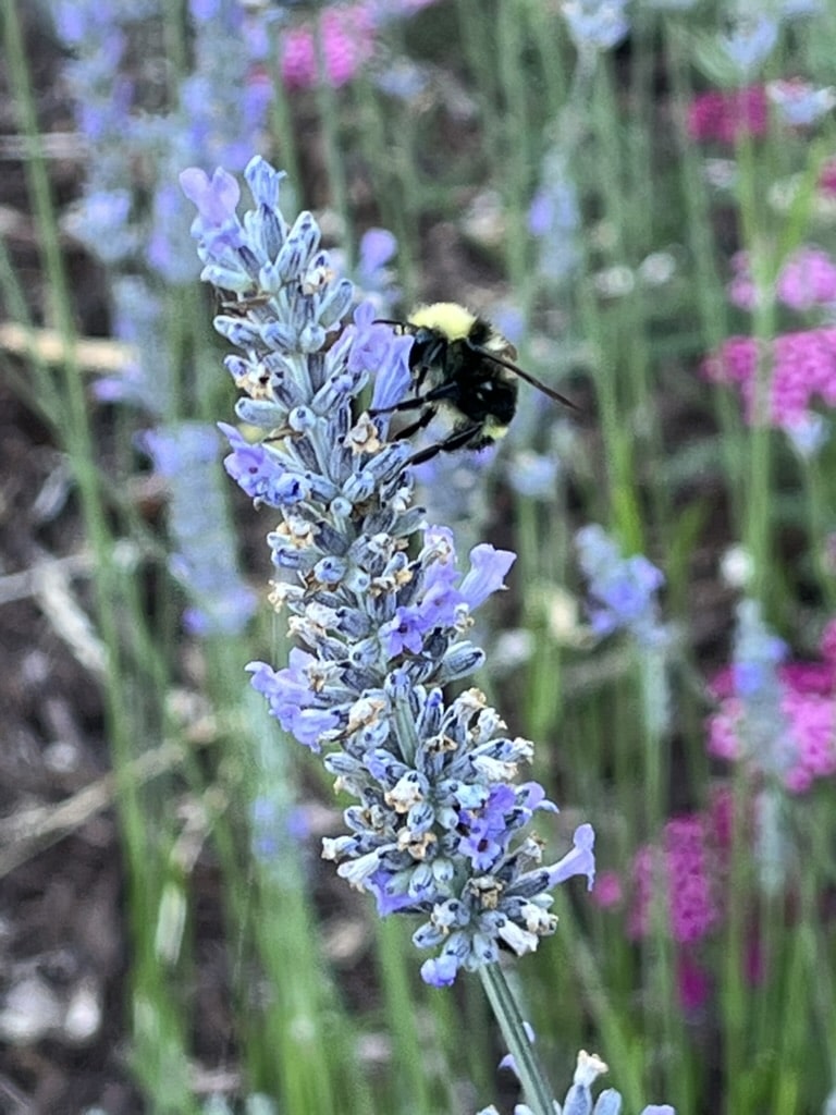 bumblebee on flowers