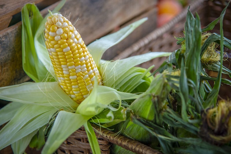 An ear of bicolored corn partially out of the husk with other ears of corn in a basket