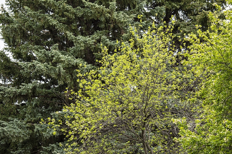 Windbreak trees