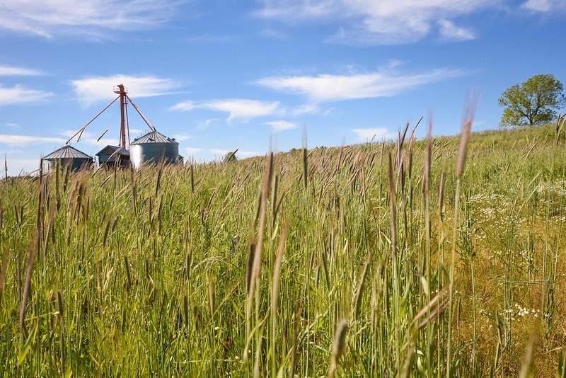 plants grow in a field in front of silos and blue sky with clouds