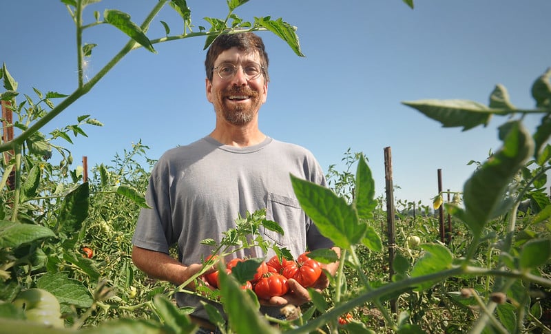 A person with hands full of tomatoes stands in a field of tomato plants under blue sky.