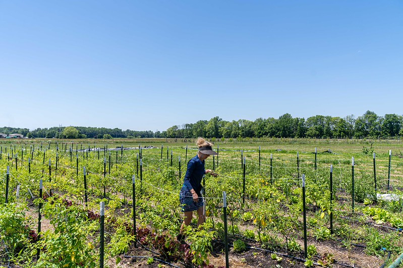 A person walks between long rows of vegetable plants under blue sky.