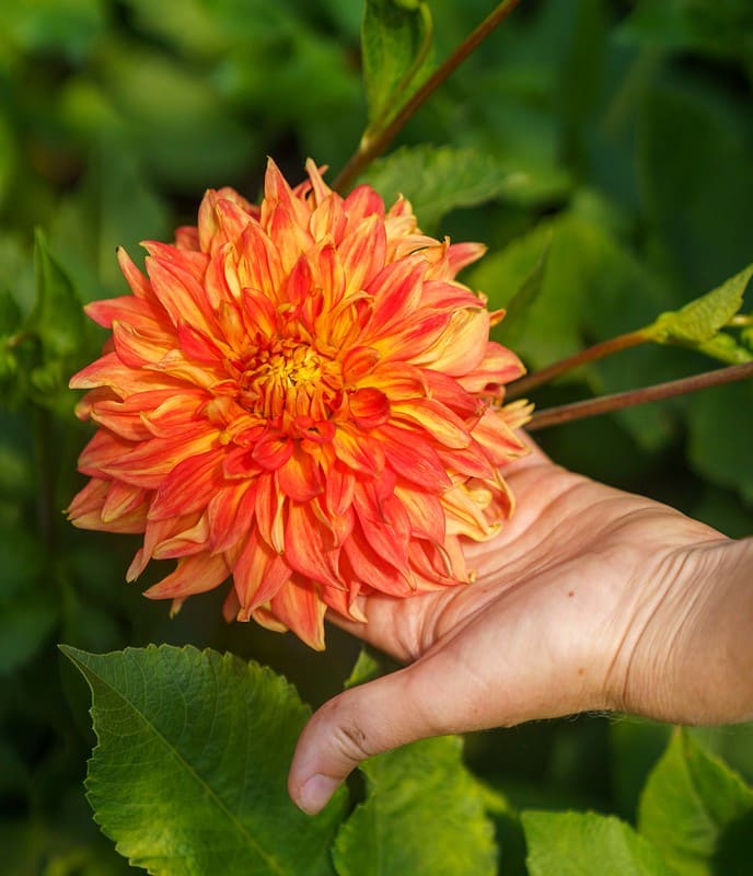hand supporting dahlia bloom