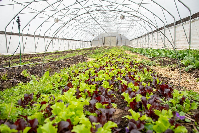 lettuce growing in a high tunnel