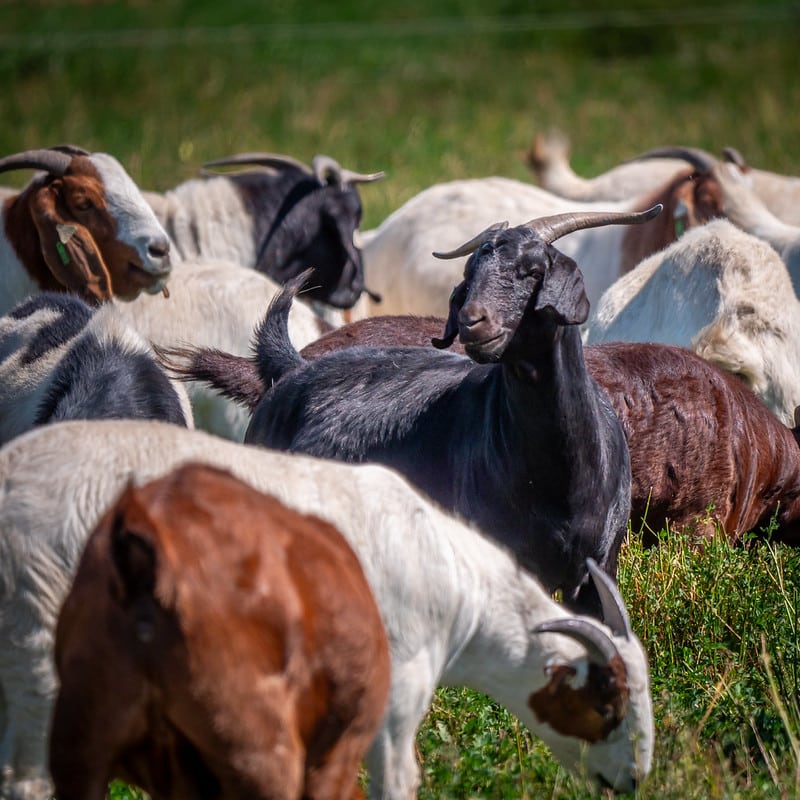 A group of meat goats on pasture