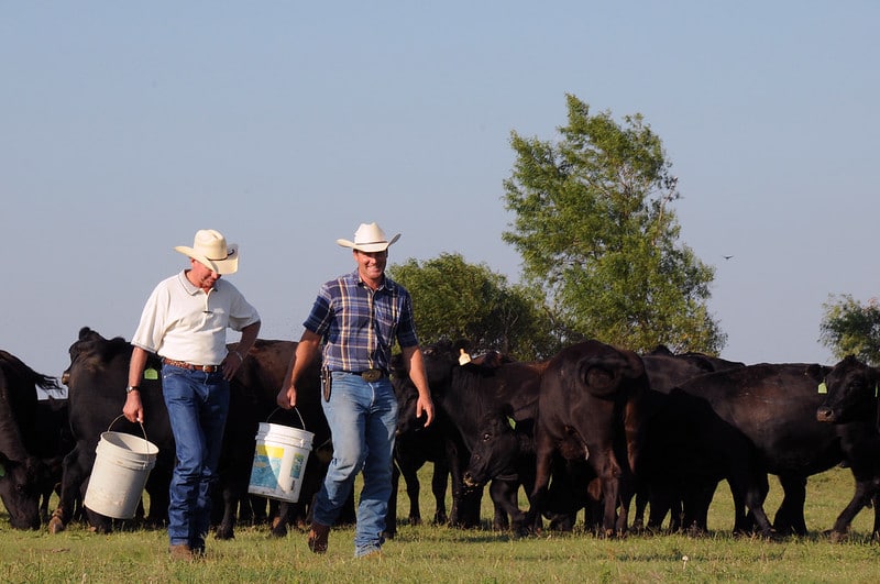 Two men carrying buckets walk past a herd of black Angus cattle