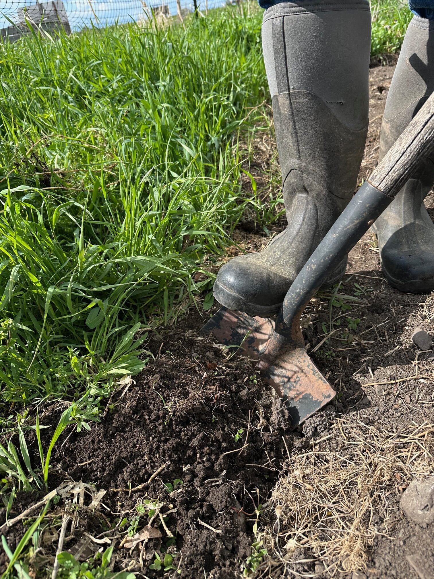 a booted foot on a shovel that's turning soil