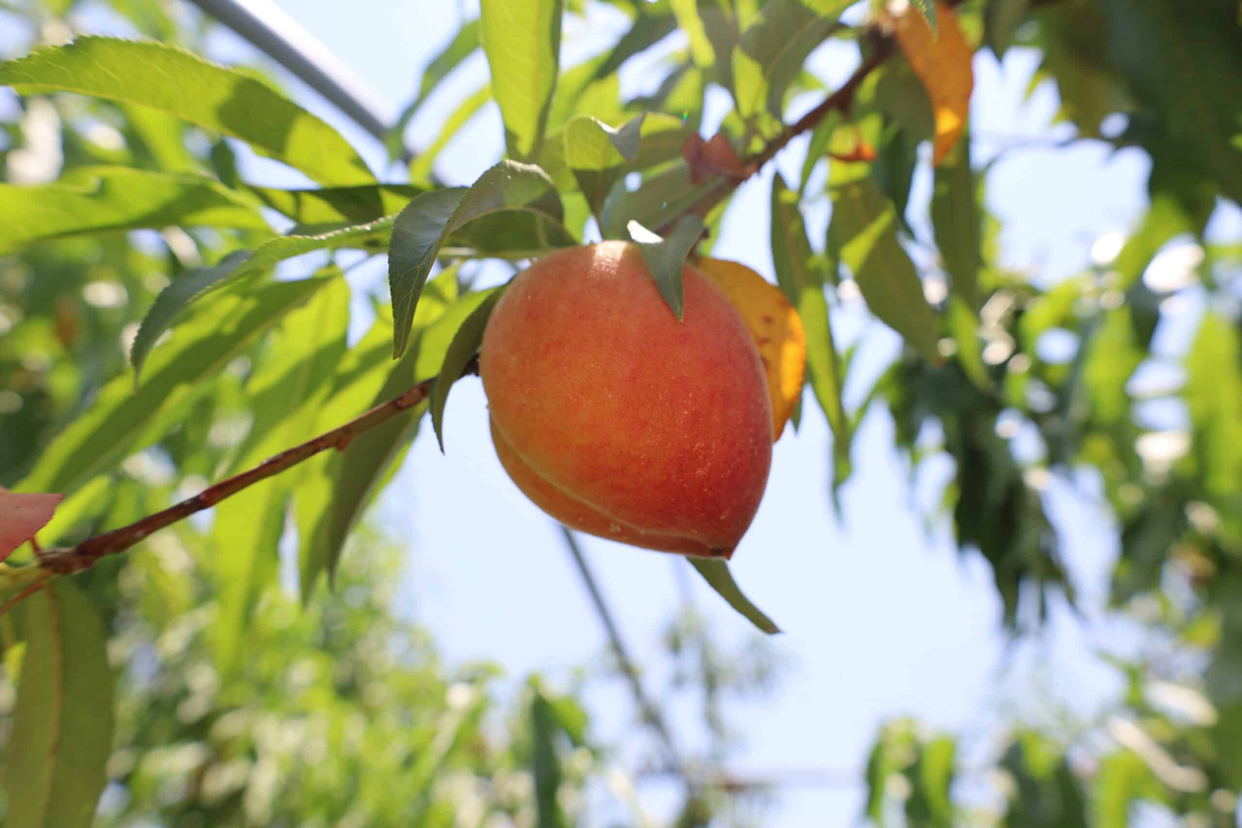 ripe peach hanging on the tree