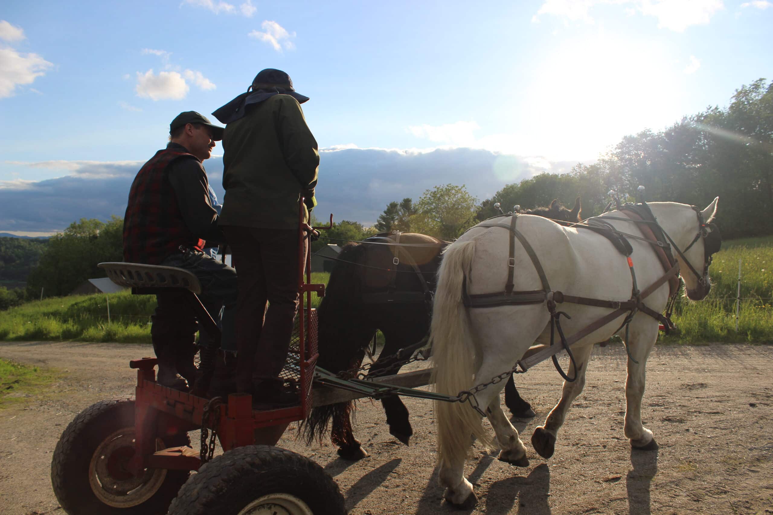 back view two people on a cart pulled by two horses