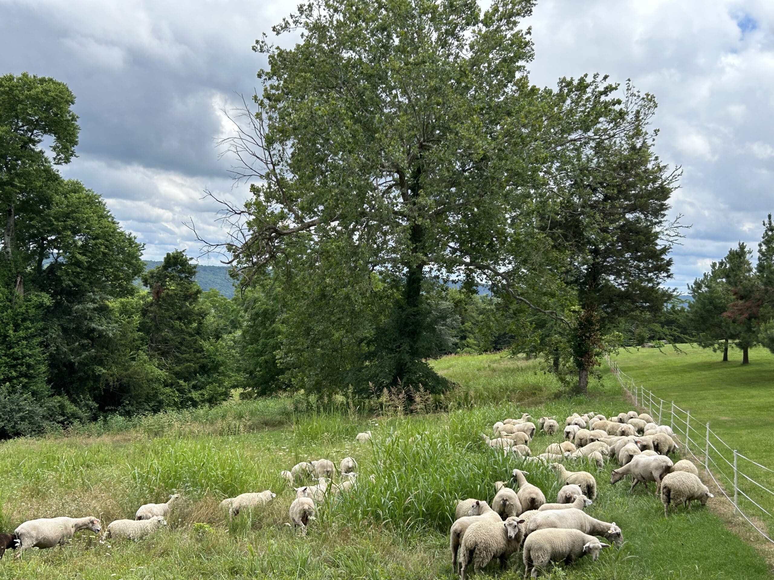 sheep grazing on pasture with electric fence and trees