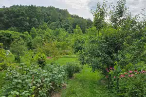 plants grow on a hillside in an agroforestry system