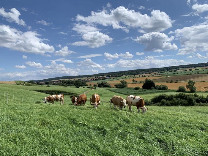 cattle grazing on green pasture under blue sky with clouds