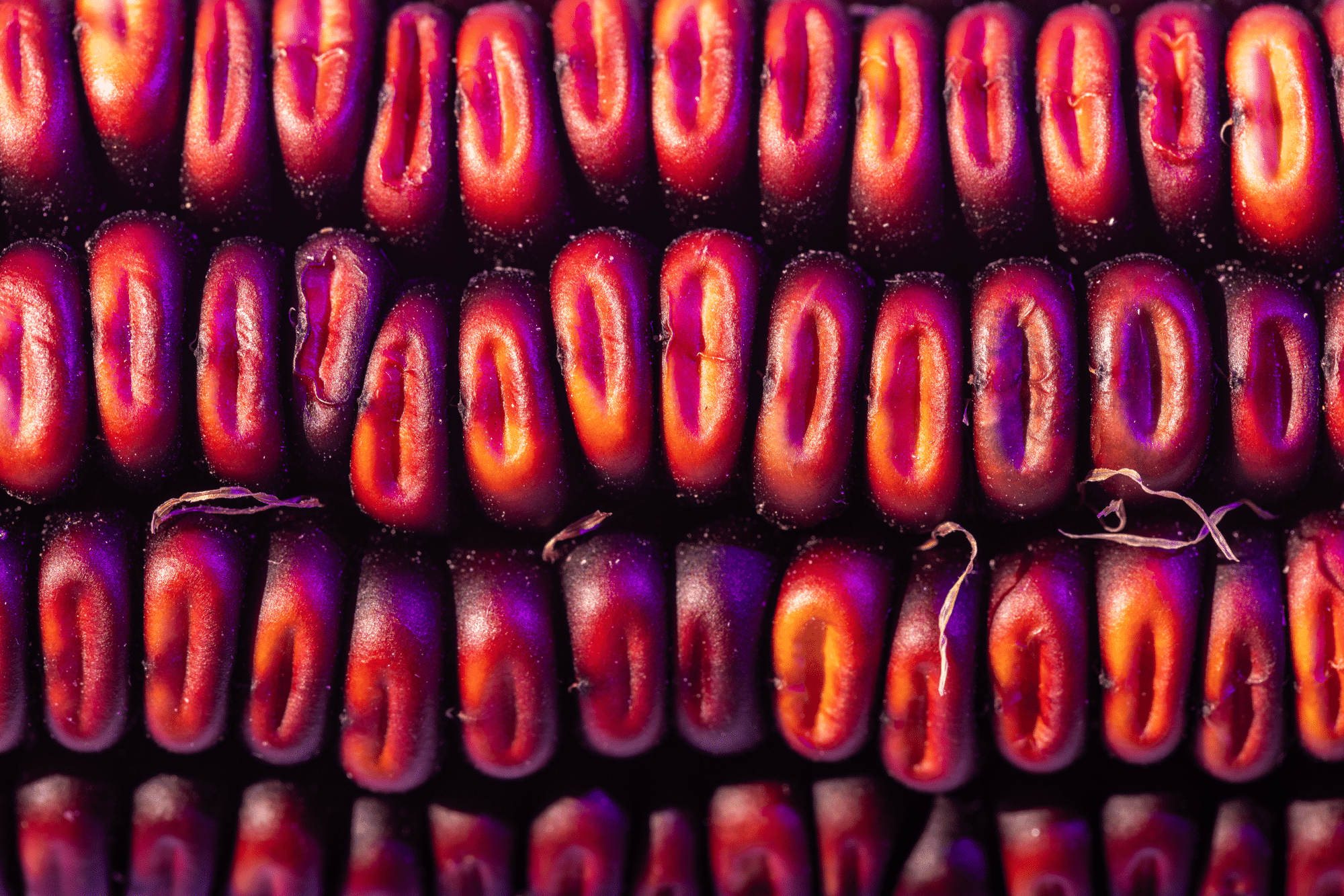 Primer plano de hileras de granos de maíz morado