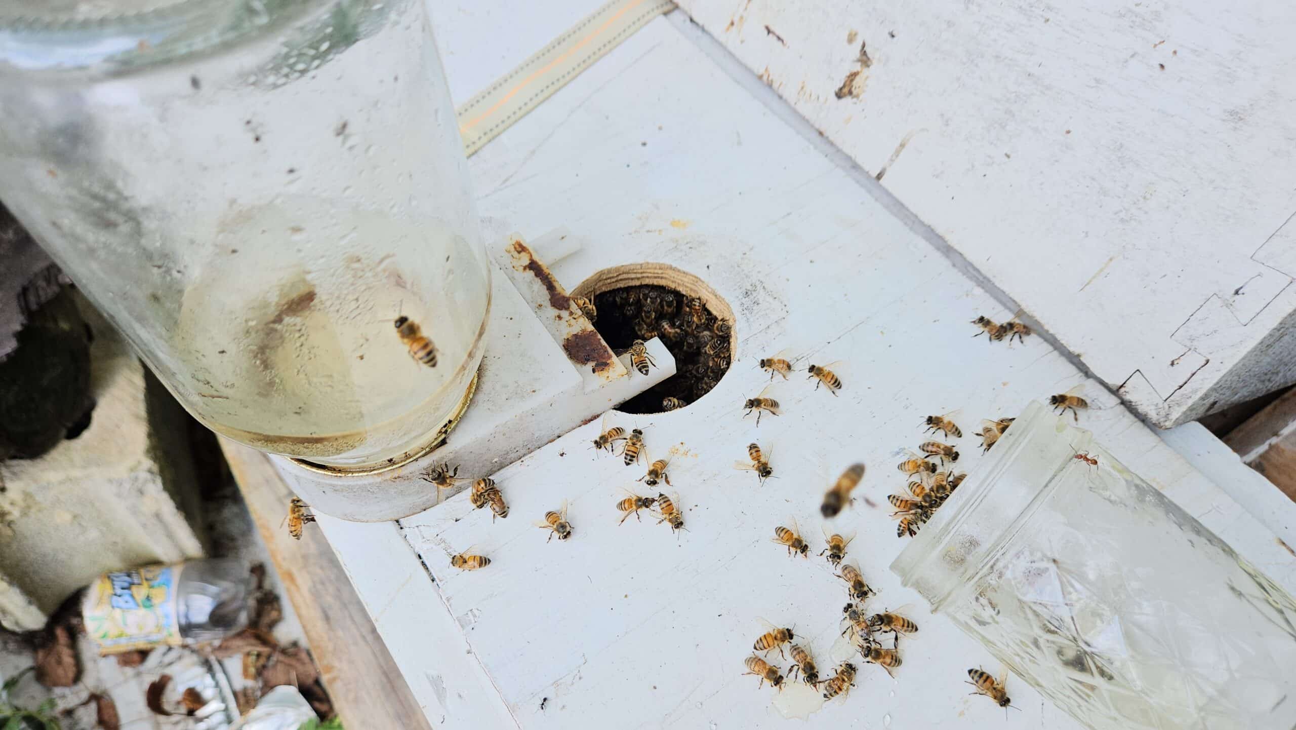abejas melíferas en la entrada de una colmena