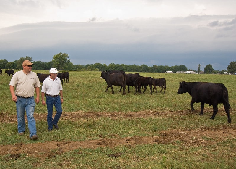 two people walking in a field with black cattle