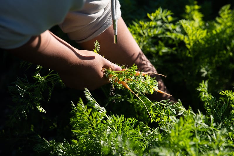un par de manos recogiendo zanahorias pequeñas de una hilera de hortalizas en crecimiento