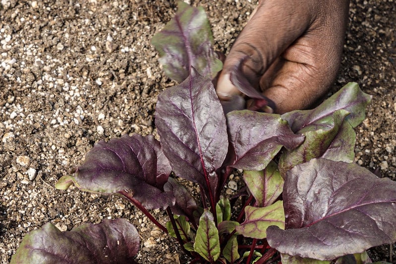 close-up of a hand touching beet leaves