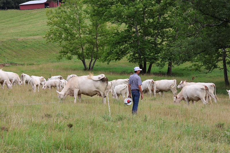 A person holding an electric fence reel in a pasture with a herd of white cattle grazing in front of trees