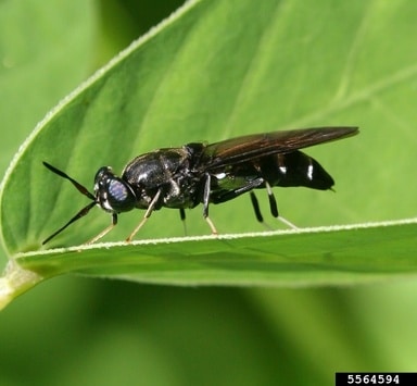Mosca soldado negra adulta sobre una hoja