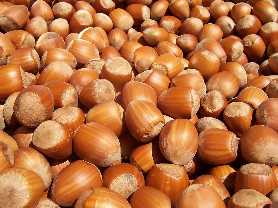 hazelnuts in the shell
