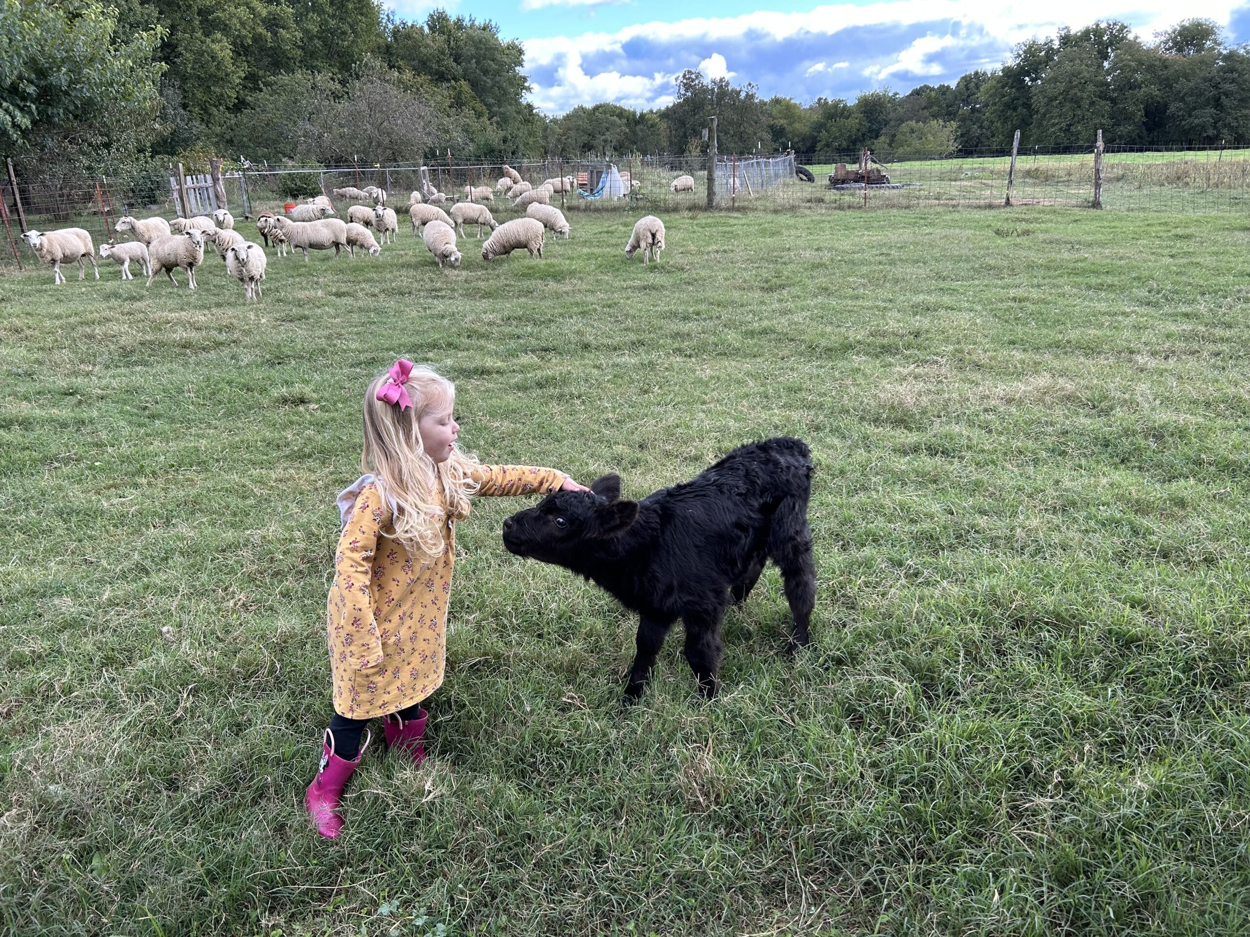 child in a field patting a black calf