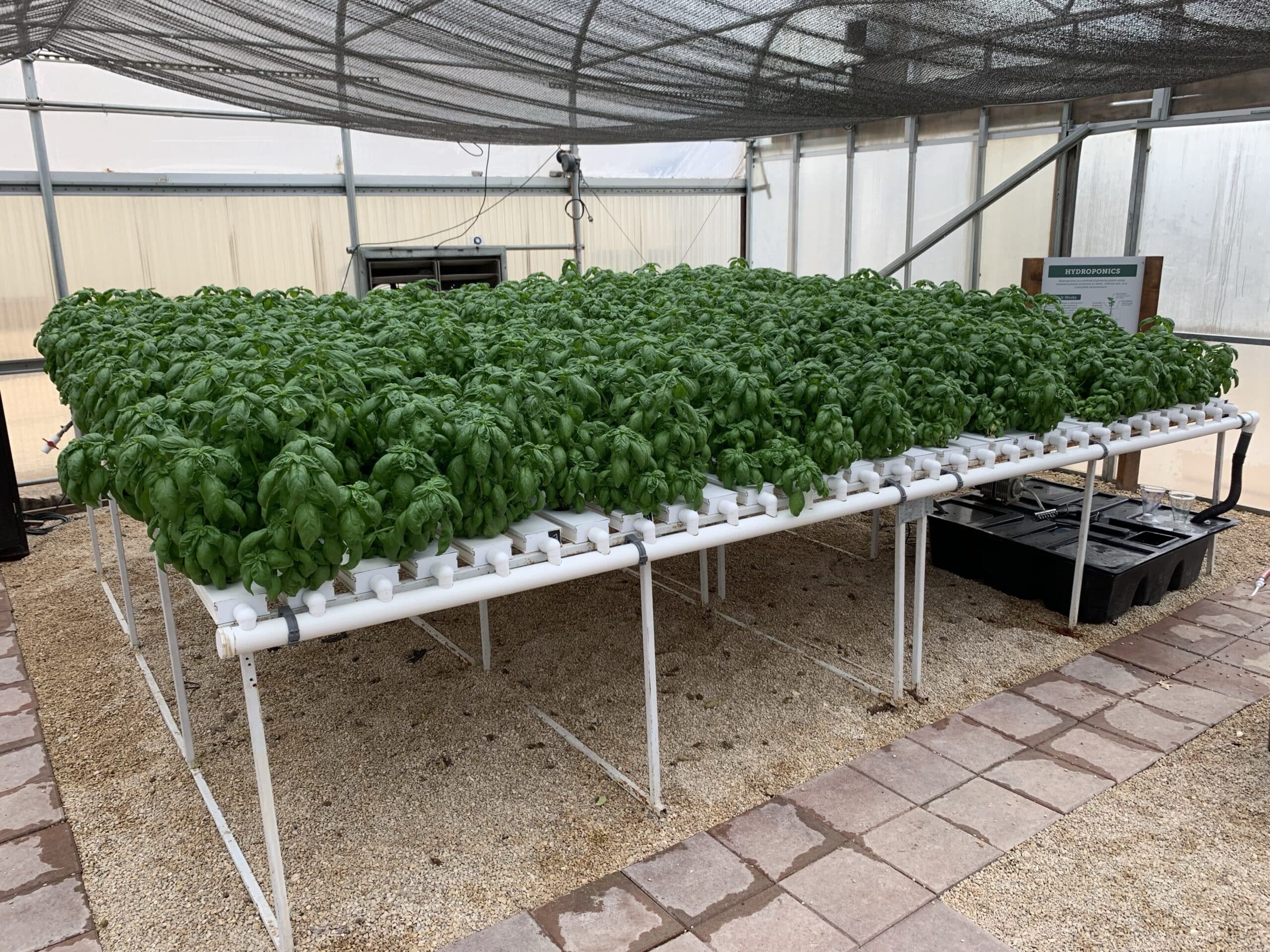 Basil plants growing in a hydroponics system.
