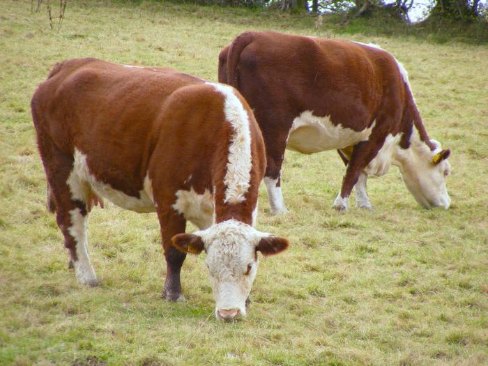 two cows grazing