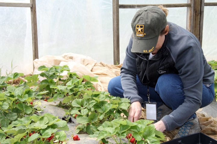 Person crouches in a hoophouse, picking strawberries