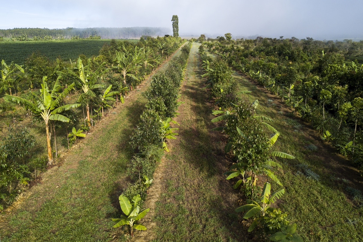 rows of trees and plants stretch away to the horizon