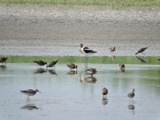 shorebirds in wetland