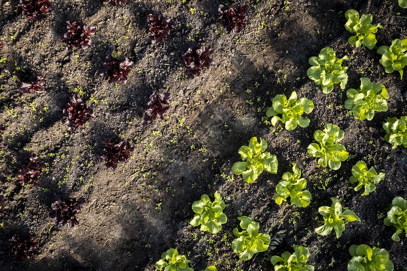 top view of different colored lettuce seedlings growing in soil