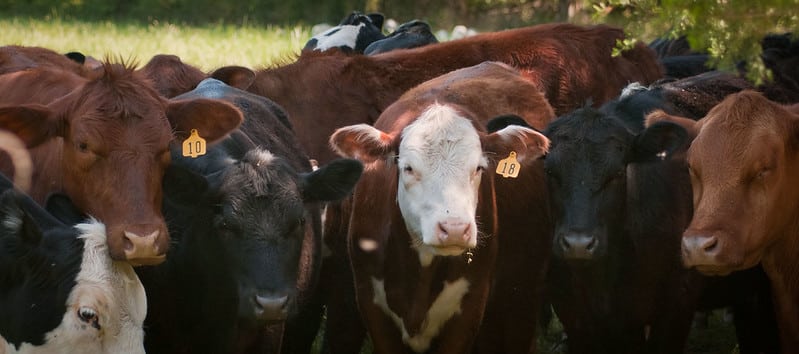A group of different-colored cattle on pasture, head-on view