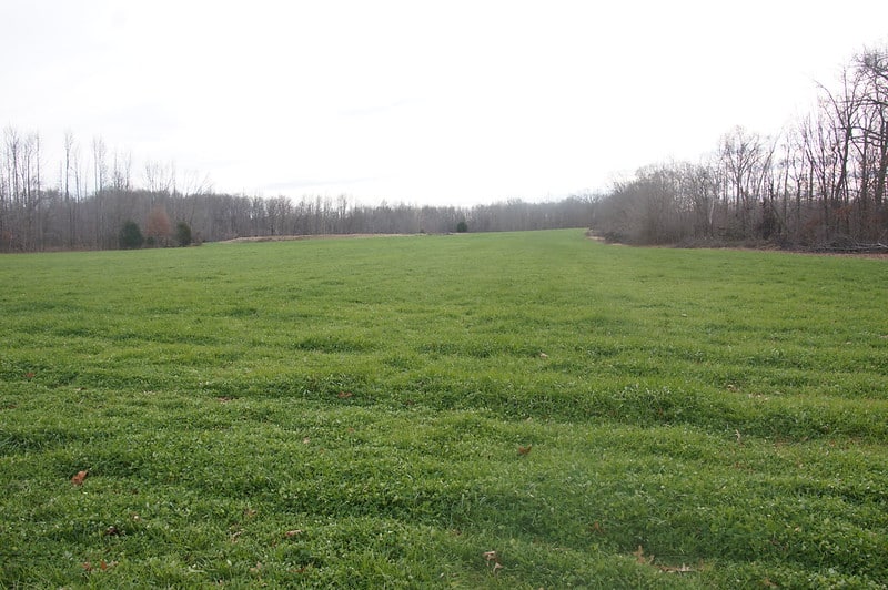grassy pasture with bare trees around the edge